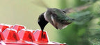 Distributore di Nettare per Colibrì da Appendere all'Esterno in Plastica Resistente, Design Elegante per Giardino e Terrazzo-VISOTKI