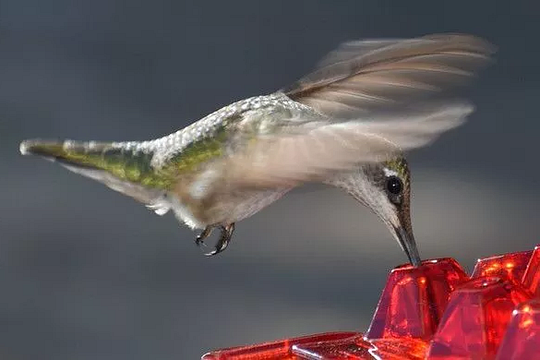 Distributore di Nettare per Colibrì da Appendere all'Esterno in Plastica Resistente, Design Elegante per Giardino e Terrazzo-VISOTKI