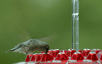 Distributore di Nettare per Colibrì da Appendere all'Esterno in Plastica Resistente, Design Elegante per Giardino e Terrazzo-VISOTKI