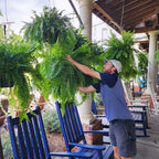 Felce di Boston Artificiale Resistente ai UV per Esterni - Decorazione Verde Realistica per Giardini e Terrazzi-VISOTKI
