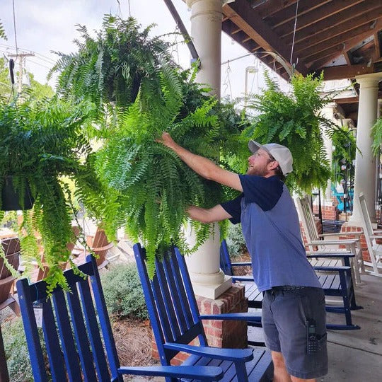 Felce di Boston Artificiale UV Resistente per Esterni - Decorazione Giardino Realistica e Duratura-VISOTKI