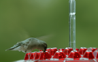 Mangiatoia per Colibrì Antiformiche da Appendere in Giardino - Design Resistente per Uso Esterno-VISOTKI