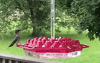 Mangiatore per Colibrì da Appendere in Metallo Antiruggine per Esterni - Accessorio per Giardino-VISOTKI
