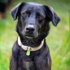 Tracker GPS Impermeabile per Animali Domestici - Dispositivo Intelligente per Monitoraggio e Sicurezza-VISOTKI