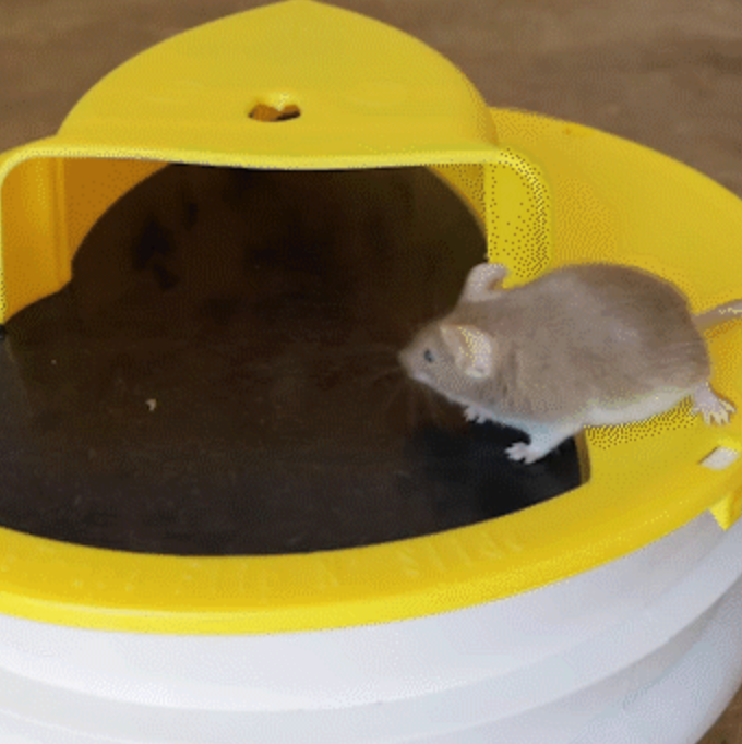 Trappola per Topi in Plastica con Coperchio, Design Efficiente per Uso Domestico, Facile da Pulire e Riutilizzabile-VISOTKI